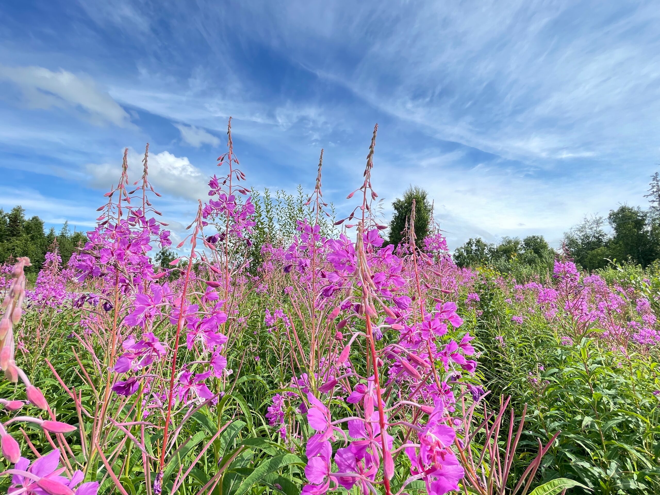 Fireweed-Ruggeri