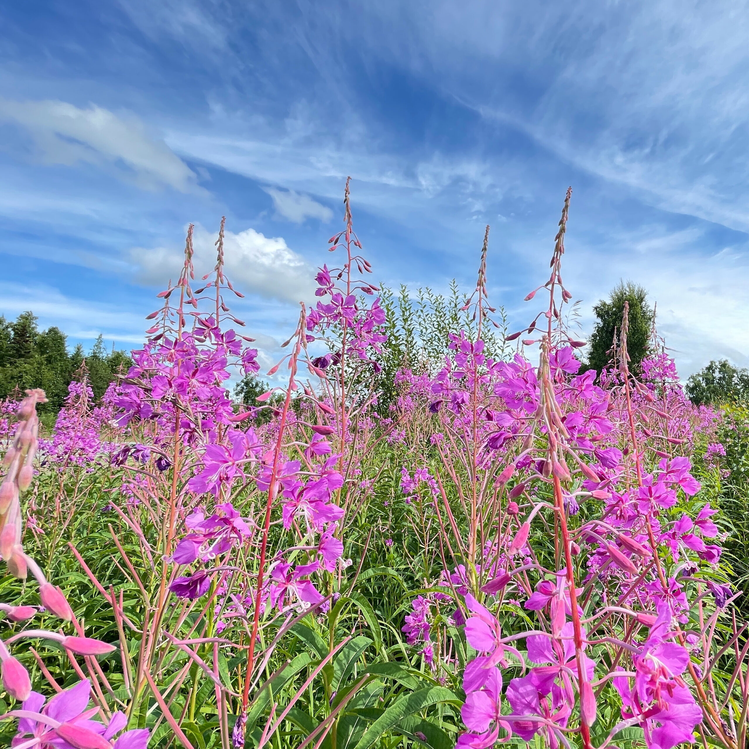 Fireweed-Ruggeri - square