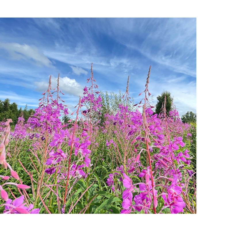 Fireweed (800 x 800 px)