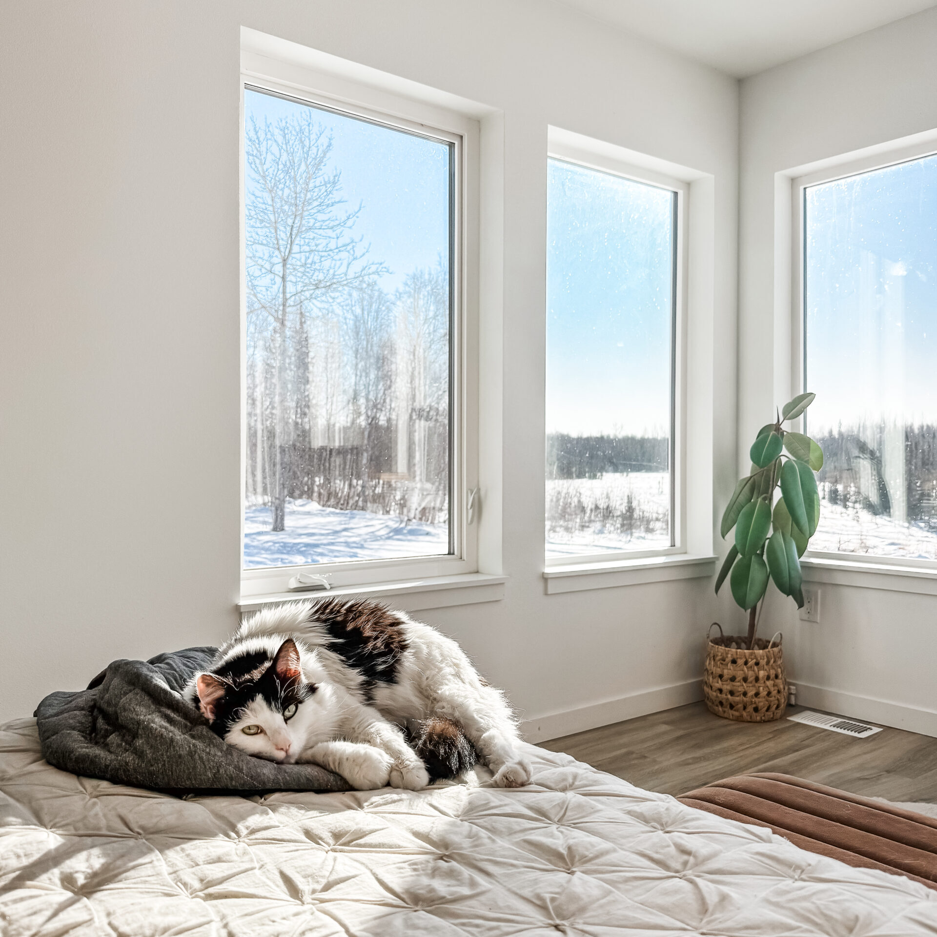 Bedroom with natural low light, Alaska setting